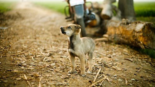 Foto stok gratis anak anjing, binatang, fotografi hewan peliharaan