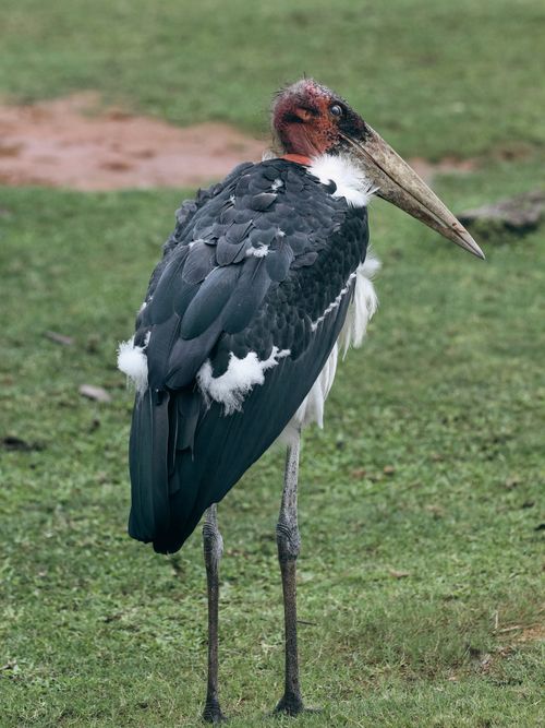Free Detailed view of marabou stork standing on green grass, perfect for wildlife enthusiasts. Stock Photo