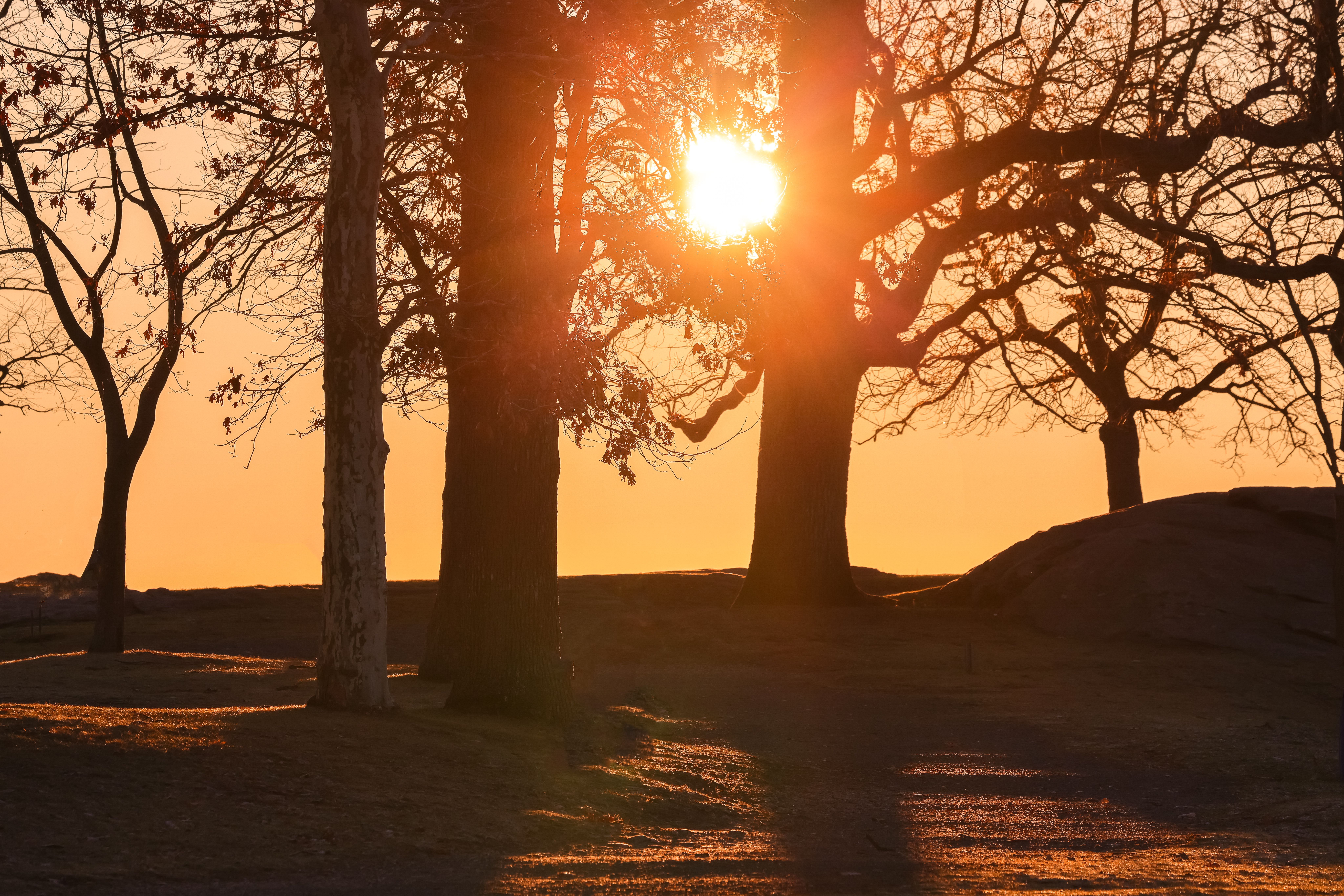 Photograph of Trees during Sunrise · Free Stock Photo