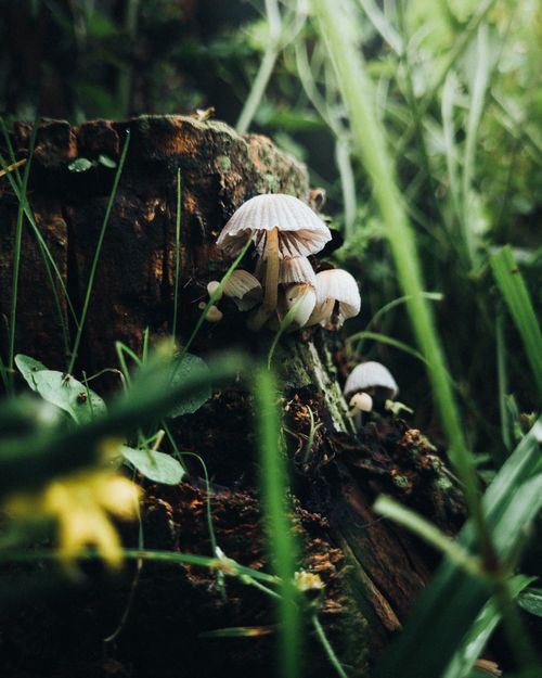 Free Detailed close-up shot of mushrooms growing on a tree trunk surrounded by lush greenery. Stock Photo
