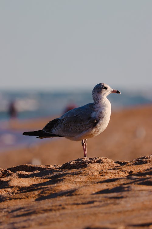 Close Up Photo of a Seagull