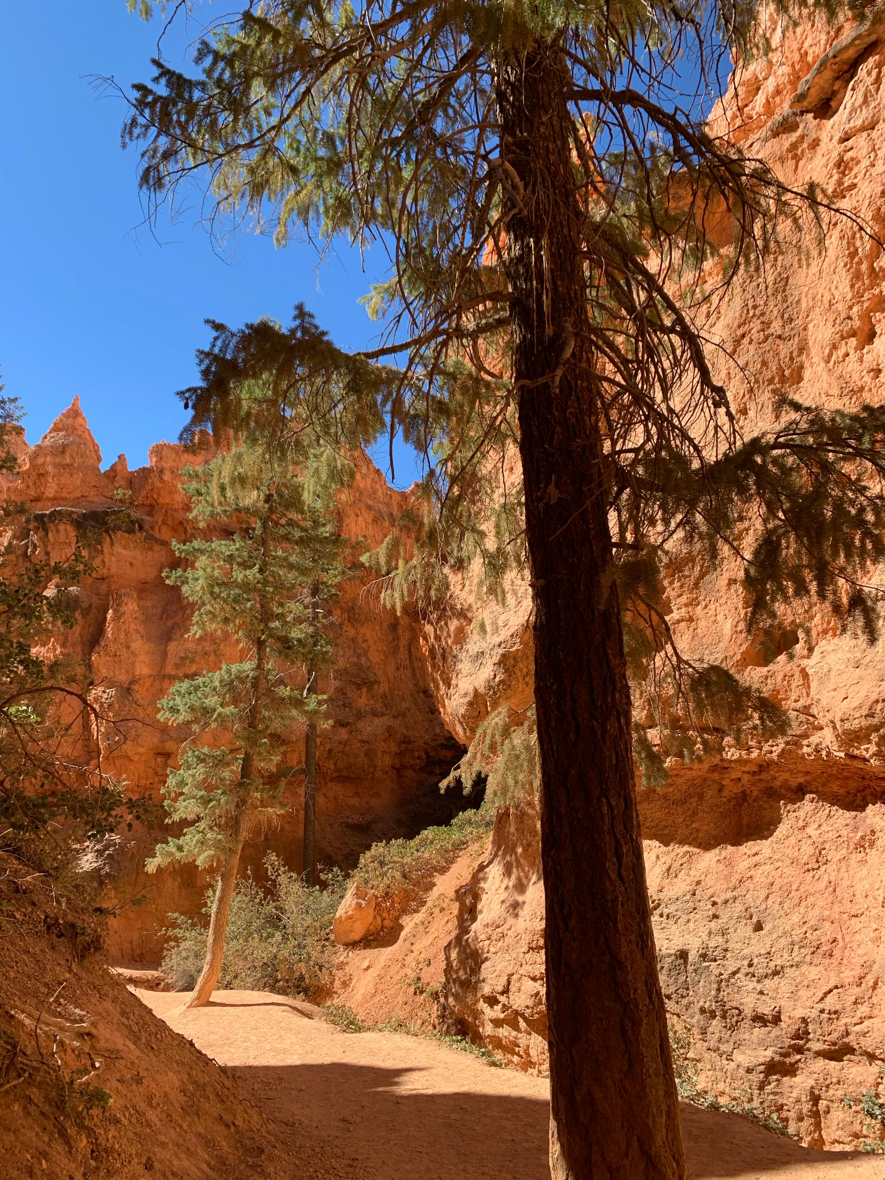 Ücretsiz açık hava, açık macera, ağaçlar içeren Ücretsiz stok fotoğraf Stok Fotoğraflar