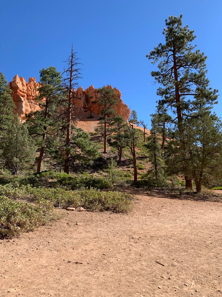 Evergreen Trees Near Canyons Under Blue Sky