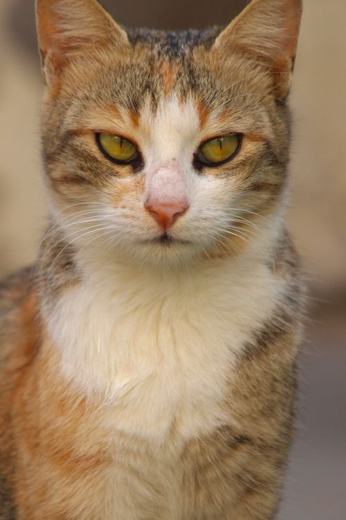 Free A captivating close-up of a tabby cat showcasing its vivid, piercing eyes and detailed fur. Stock Photo