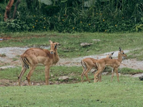 Free Three deer spotted in their natural habitat grazing peacefully in a vibrant green meadow. Stock Photo