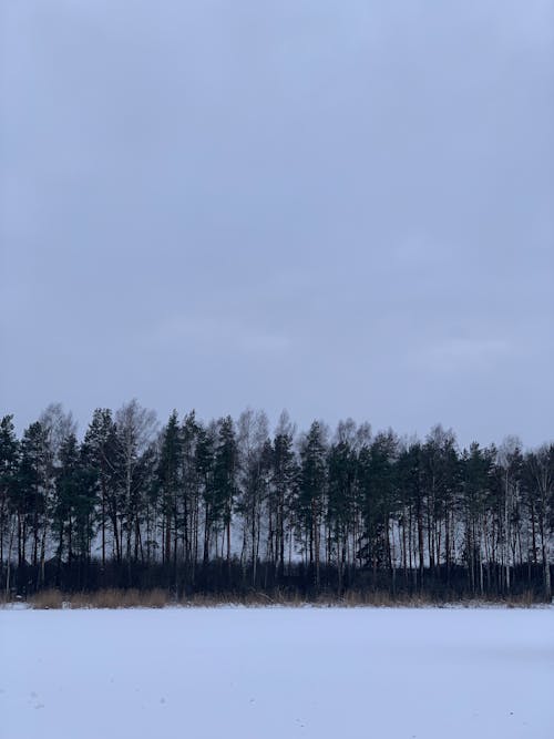 Foto d'estoc gratuïta de arbres, constipat, hivern