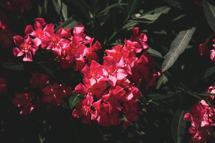 Close Up Photo Of Red Flowers In Bloom