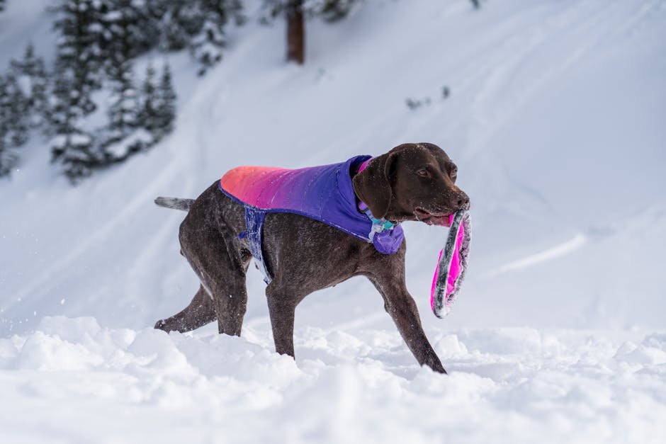 German Shorthaired Pointer