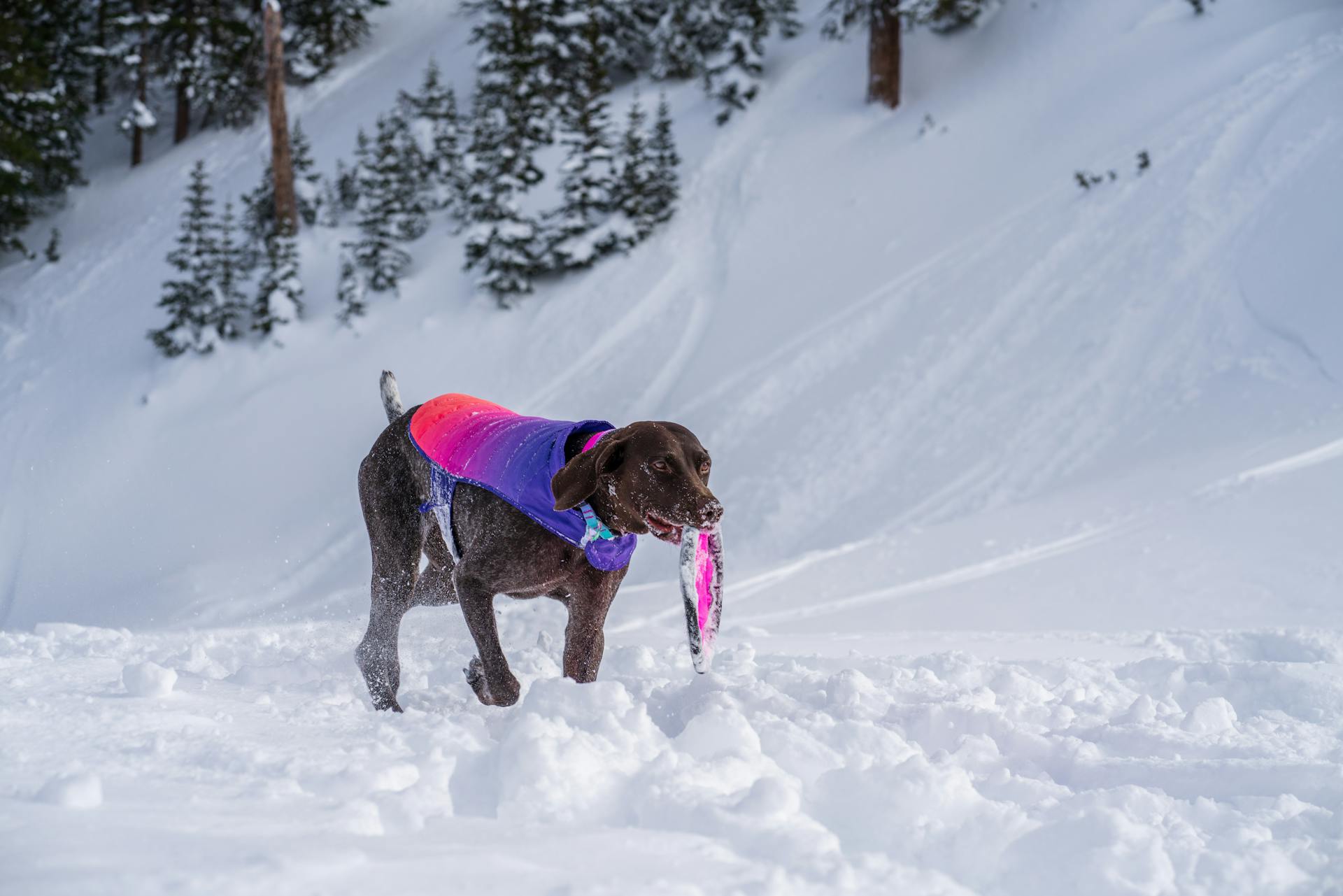 Fetching German Shorthaired Pointer