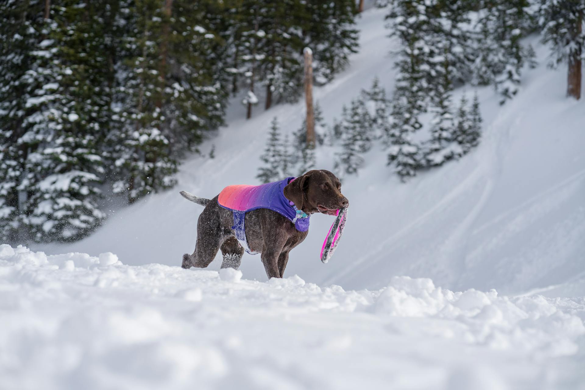 Un pointeur à poils courts allemand sur la neige