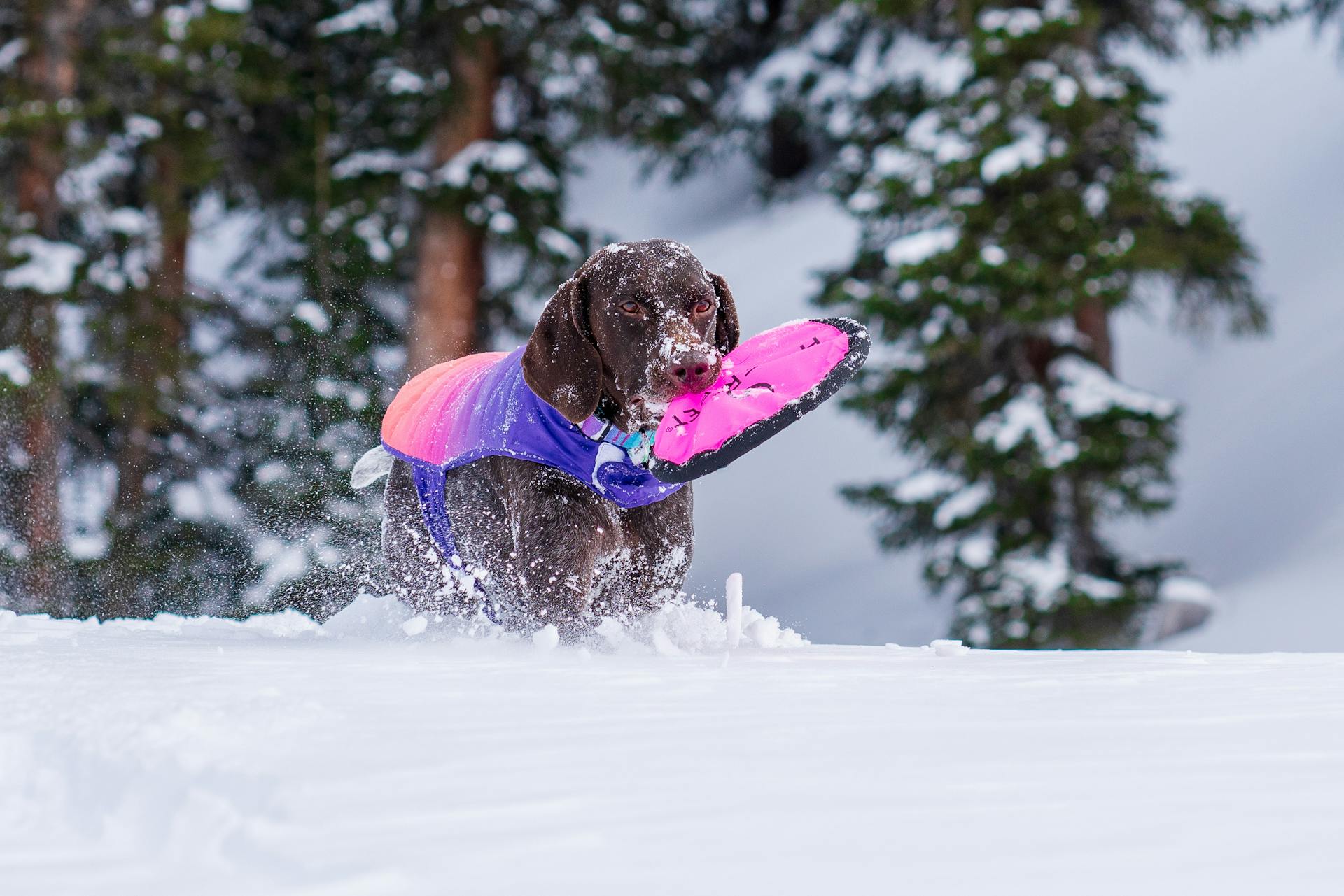 German Shorthaired Pointer on Snow Covered Ground