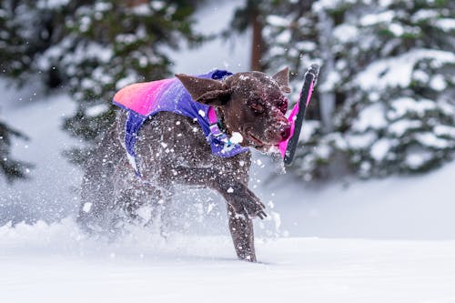 Foto profissional grátis de animal, animal de estimação, cachorro