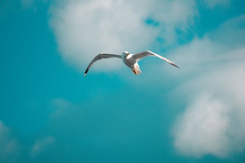 Fotobanka s bezplatnými fotkami na tému biely vták, divočina, fotografovanie vtákov