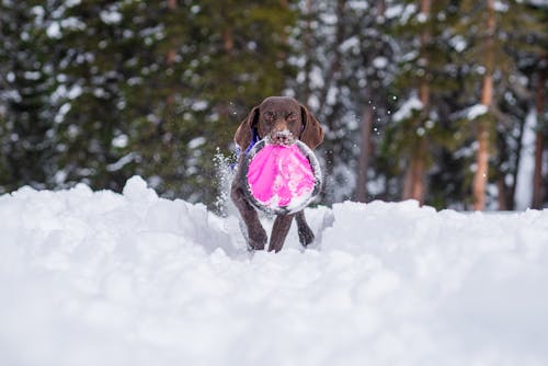 German Shorthaired Pointer Running on Snow with a Toy on Mouth