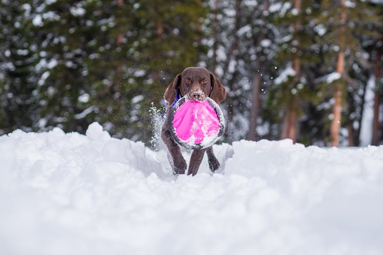 German Shorthaired Pointer Running On Snow With A Toy On Mouth