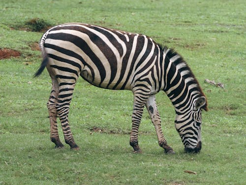 Zebra Eating Green Grass