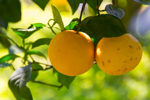 Gratis lagerfoto af appelsin, appelsintræ, baggrund