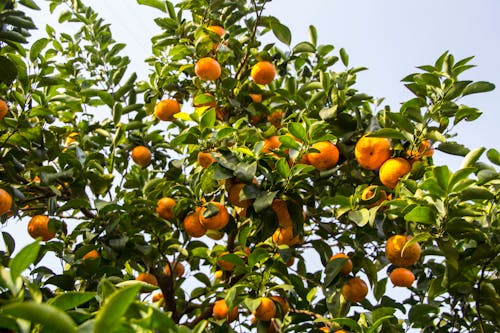 Бесплатное стоковое фото с апельсин, апельсиновое дерево, дерево