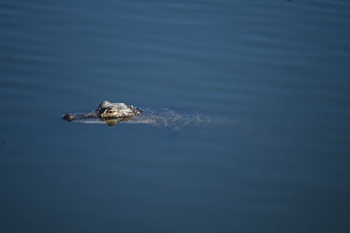 Close-Up Shot of an Alligator in the Water