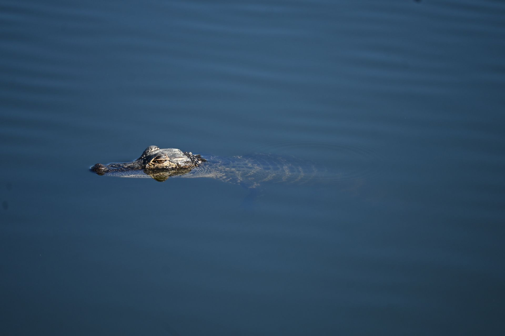 Close-up of an alligator swimming subtly on a calm water surface.