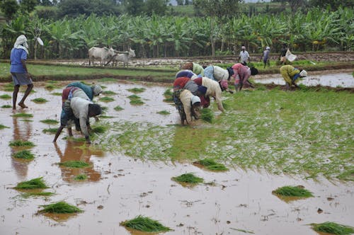 People Farming on the Field
