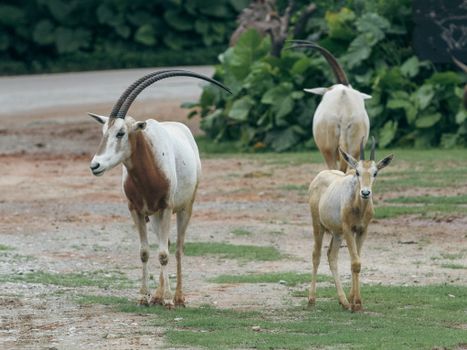 Scimitar Oryx on Brown Field