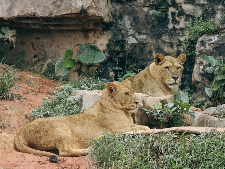 Lions Lying On The Ground In A Zoo 