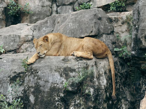 Lion Resting on Rocks