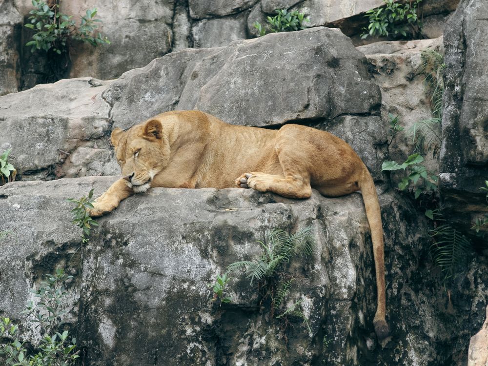 Resting On Rocks Lion Resting on Rocks · Free Stock Photo