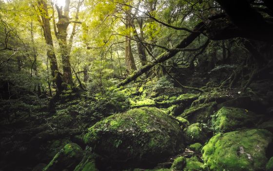 Enchanting forest scene with vibrant green moss and towering trees, perfect for nature lovers.
