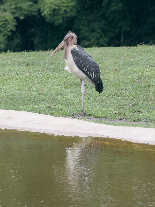 Free A marabou stork with long legs stands by a pond, captured outdoors. Stock Photo