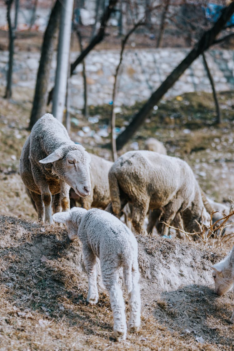 Sheep Grazing In Nature