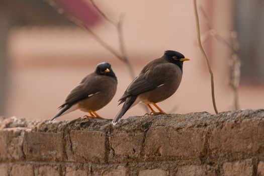 Close-up of two Common Mynas (Acridotheres tristis) on a stone wall in an outdoor setting.