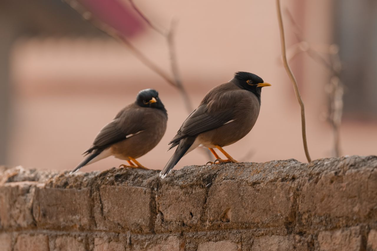 close up of two common mynas acridotheres tristis on a stone wall in a