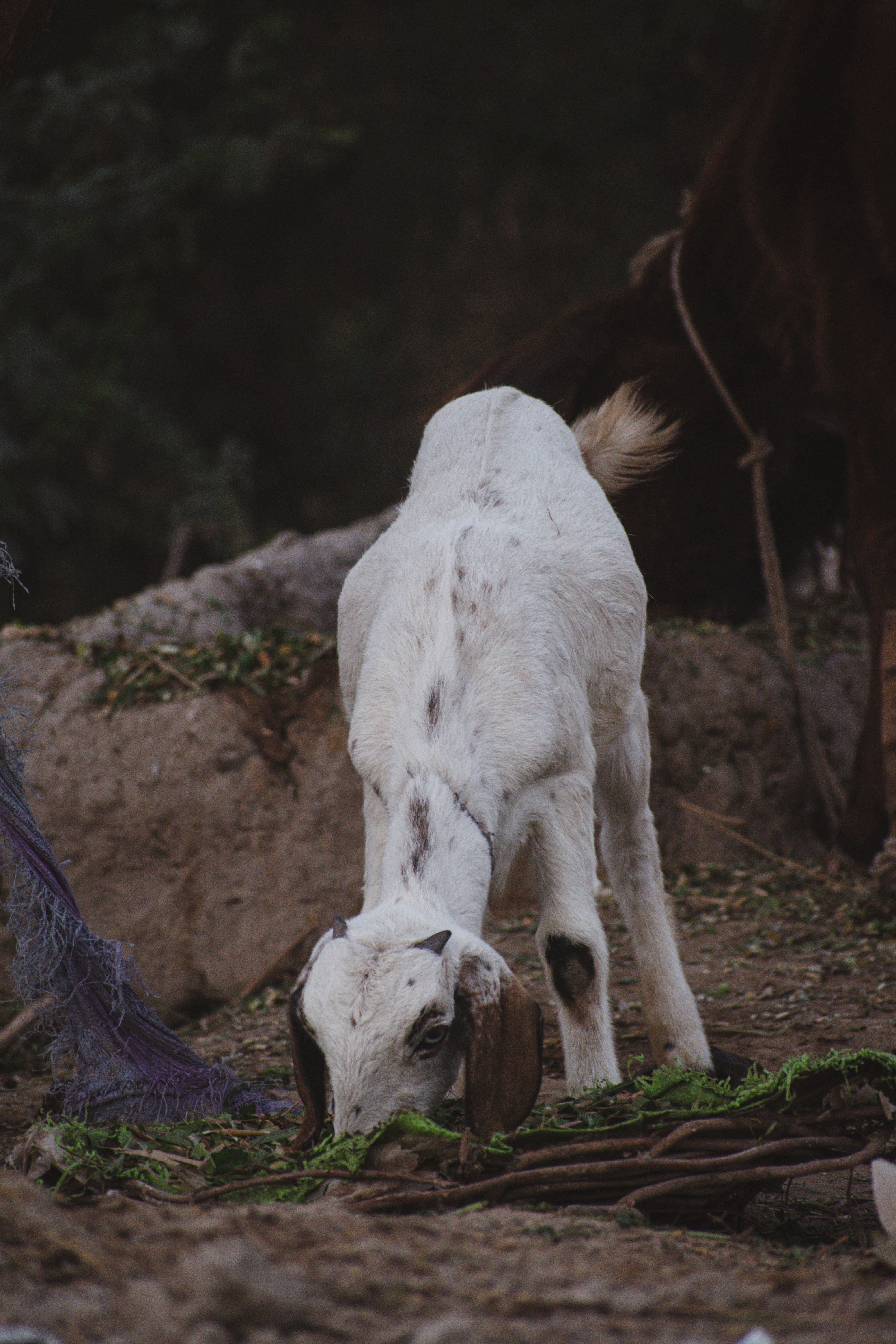 Close up of Goat · Free Stock Photo