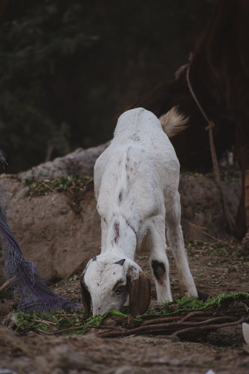 Fotobanka s bezplatnými fotkami na tému dno, hospodárske zviera, jedenie