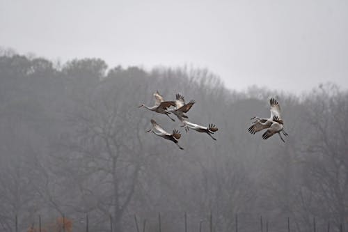 Gratis stockfoto met achtergrond, beesten, bomen