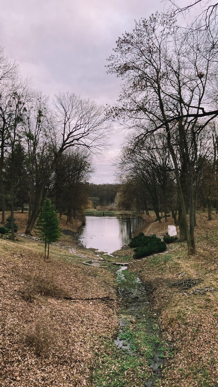 Stream And River In Park