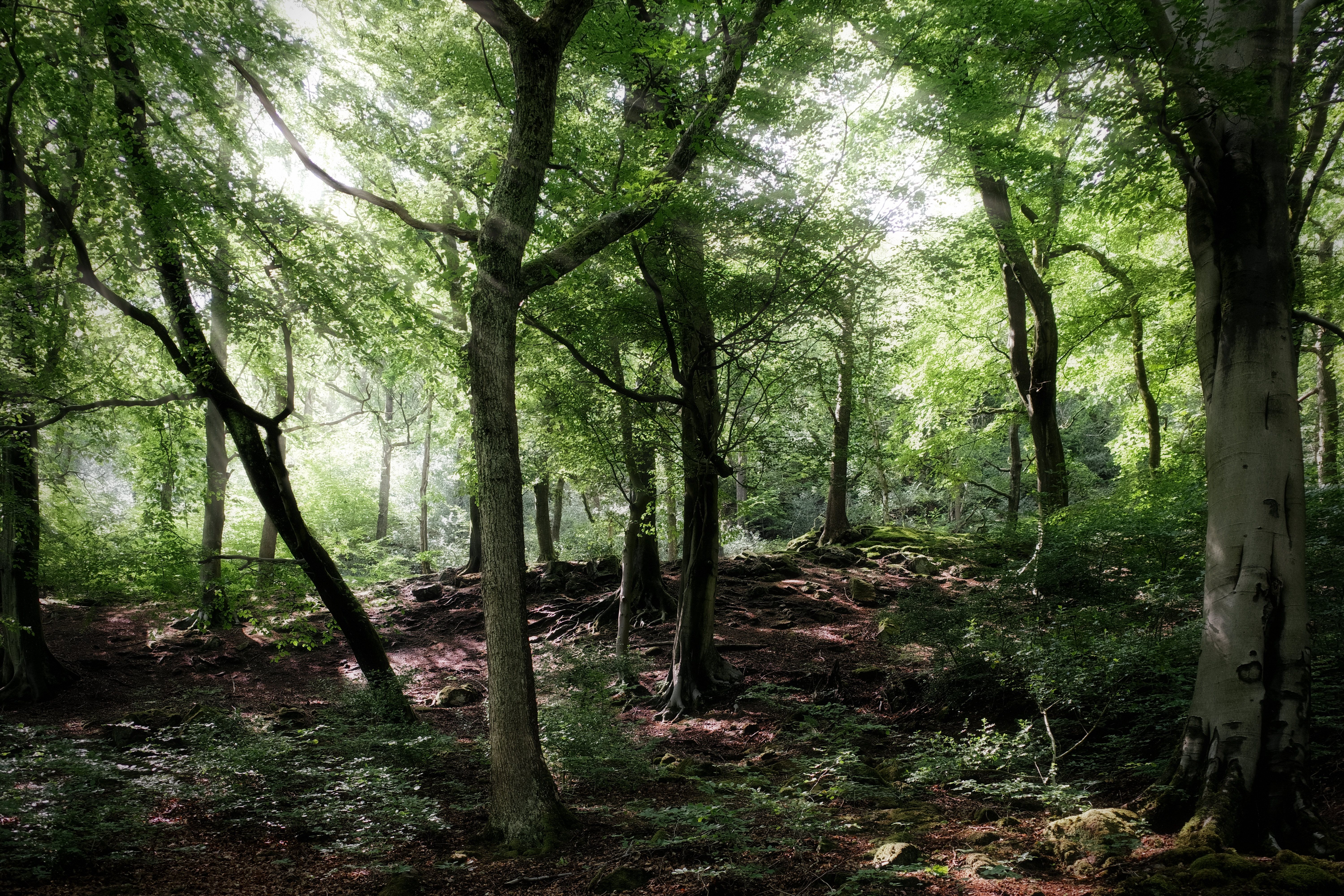 Serene forest scene with sun rays filtering through trees in Cragg Vale, England.