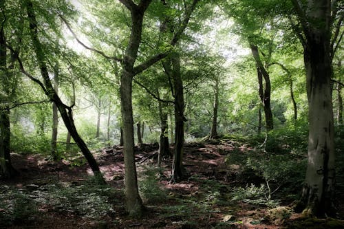 Kostenlos Kostenloses Stock Foto zu bäume, idyllisch, landschaftlich Stock-Foto
