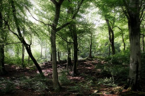 Free Serene forest scene with sun rays filtering through trees in Cragg Vale, England. Stock Photo