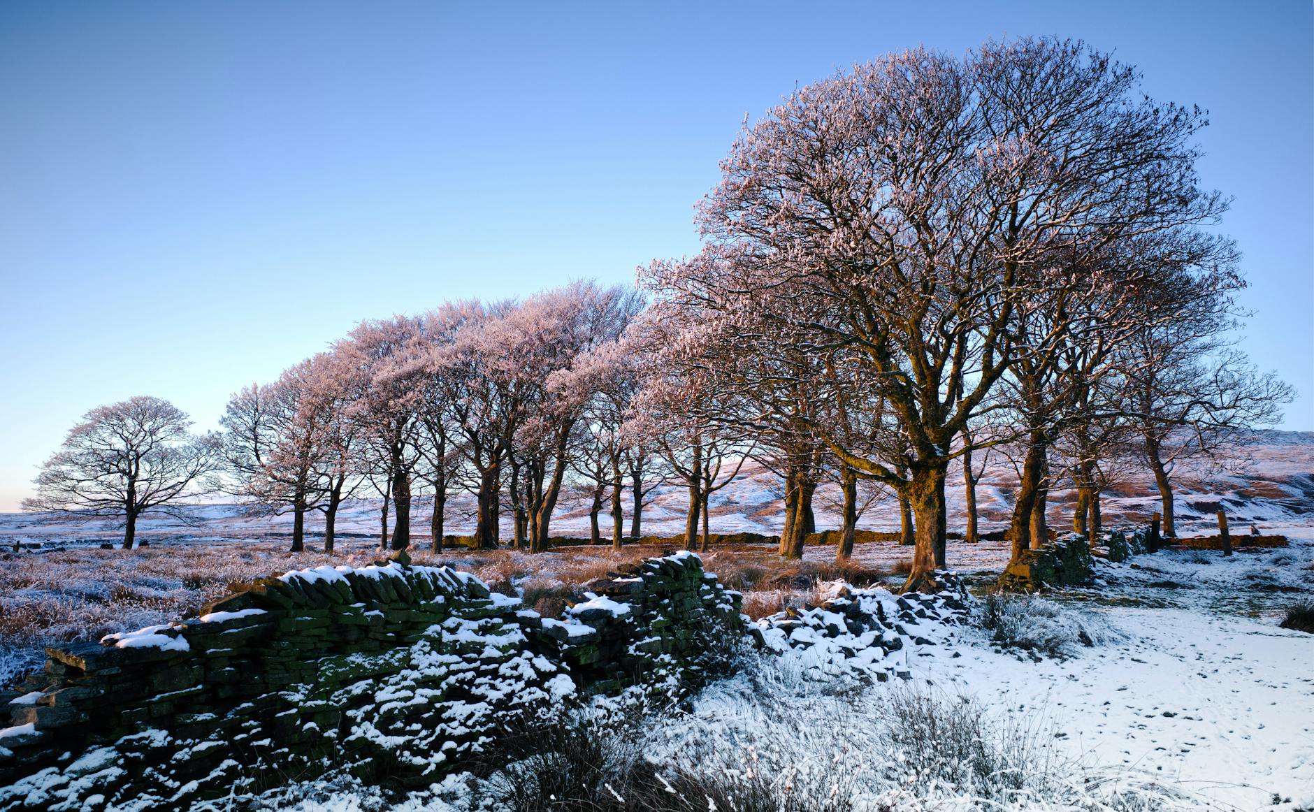 Serene winter scene with snow-covered trees in Wardle, UK.