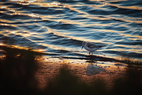 Close-Up Photo of Sanderling on the Beach