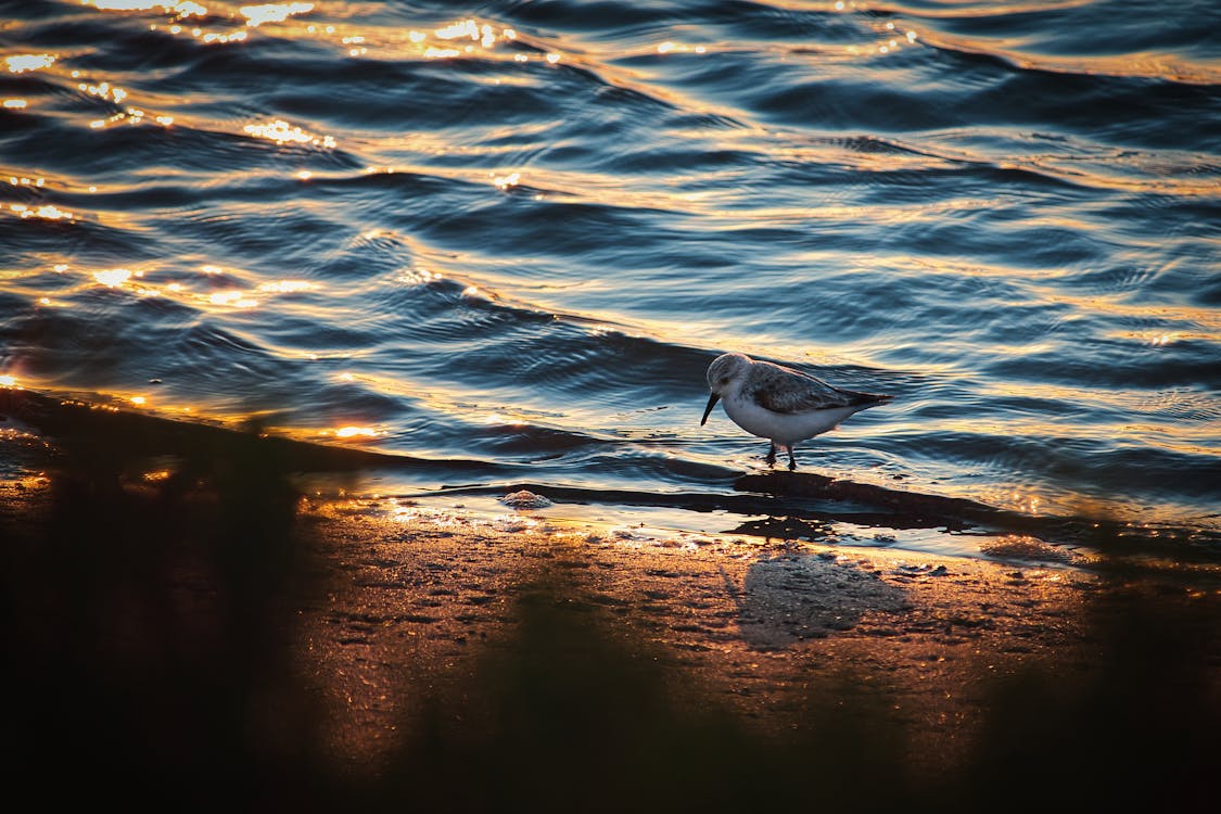 Close-Up Photo of Sanderling on the Beach