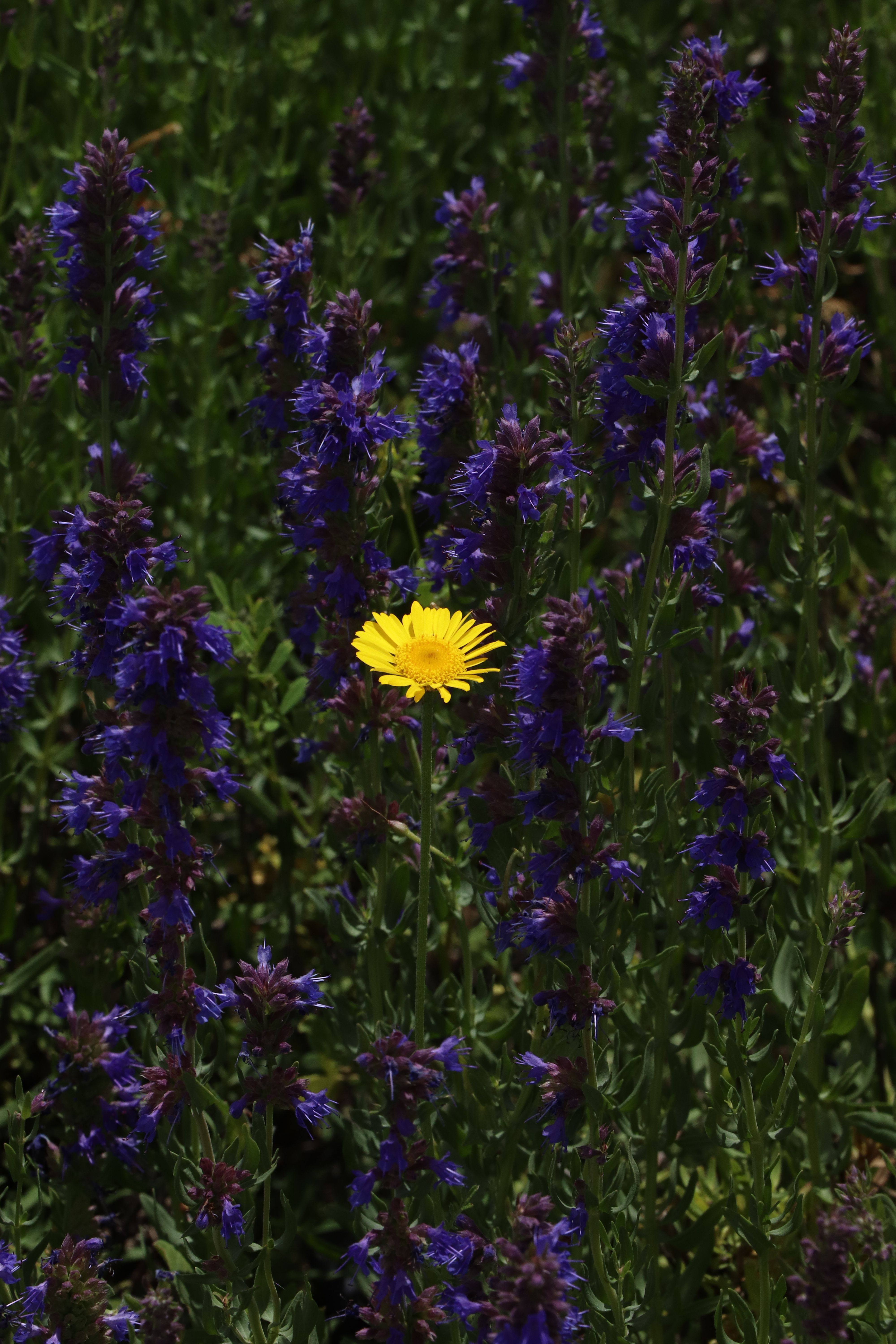 A single yellow flower in a field of purple flowers · Free Stock Photo