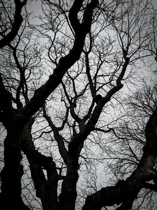 垂直ショット, 晴天, 木の無料の写真素材