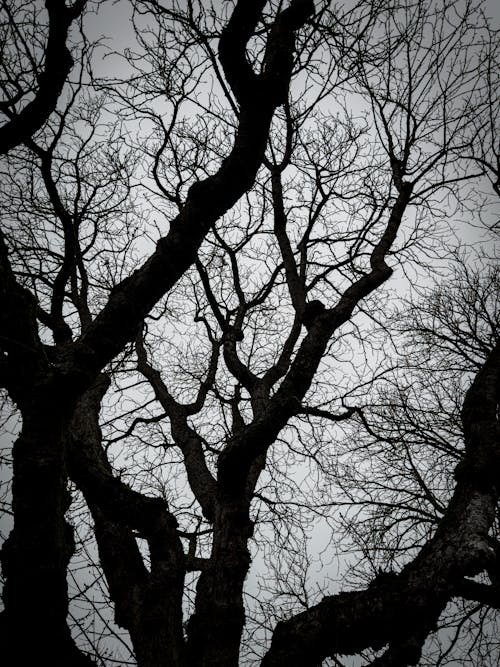 Foto d'estoc gratuïta de arbre, blanc i negre, branques