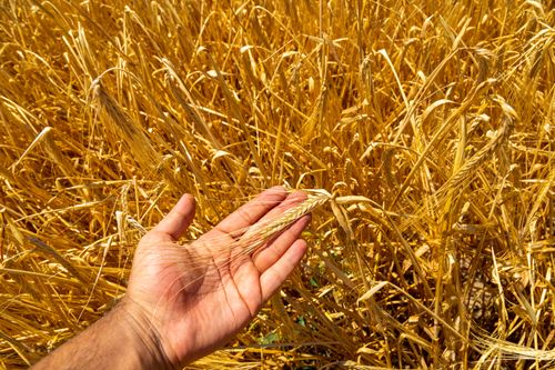 Free A close-up of a hand holding barley in a golden agricultural field during the day. Stock Photo