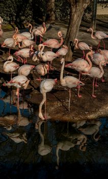 flamingo photo