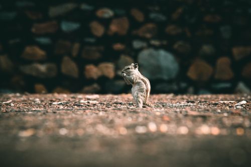 Free Close-up of a squirrel standing on textured ground against a dark stone background. Stock Photo